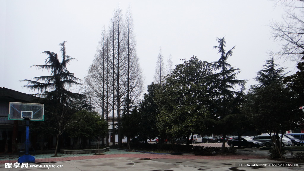 杉树