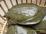 水鱼 甲鱼