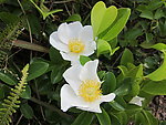 糖盎花 金樱子花