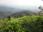 漫山遍野金樱子