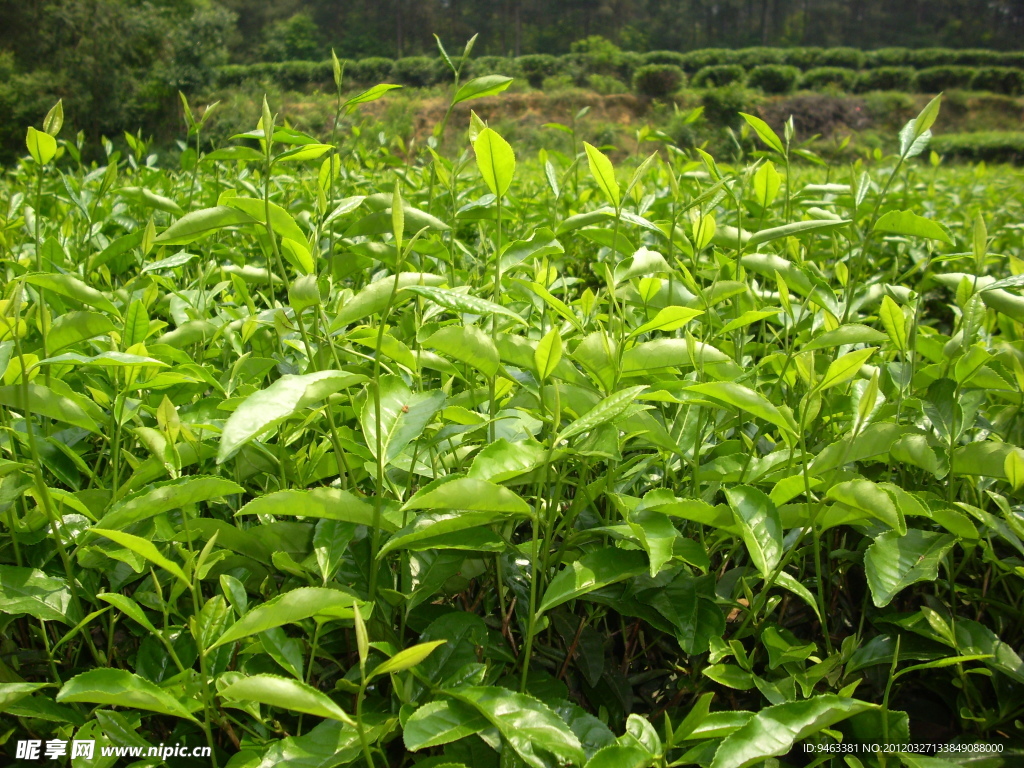 茶叶 茶园