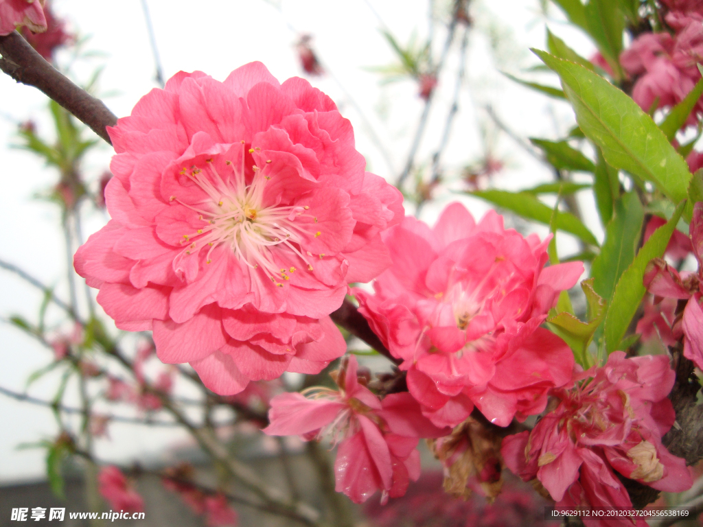 桃花