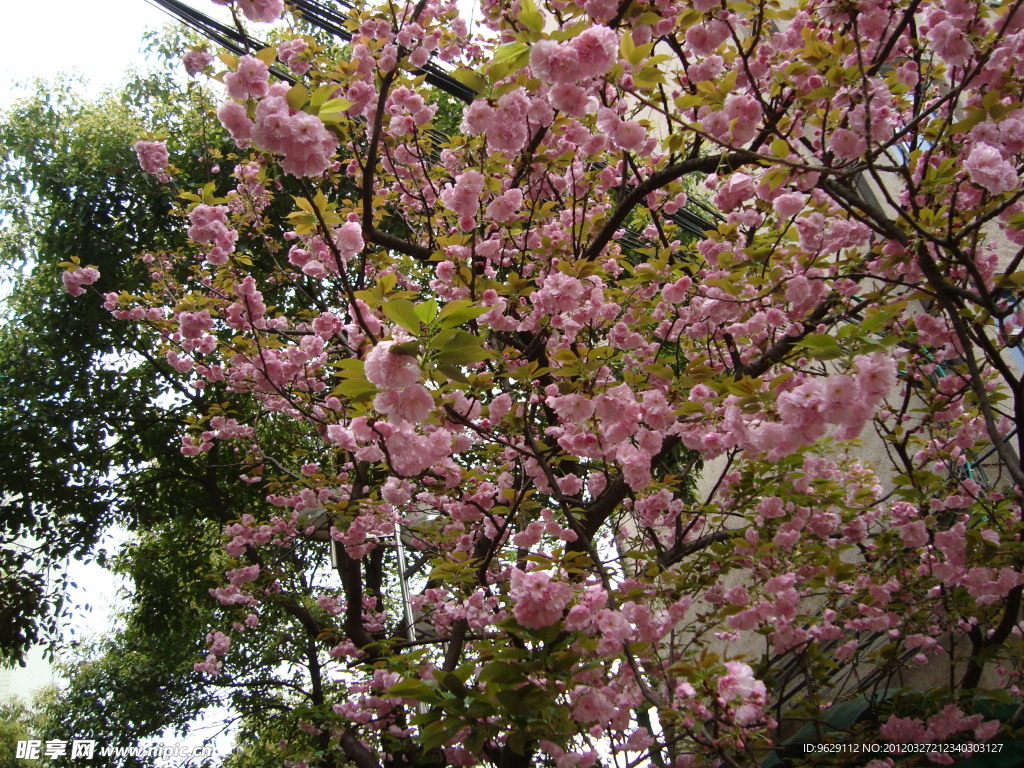 樱花