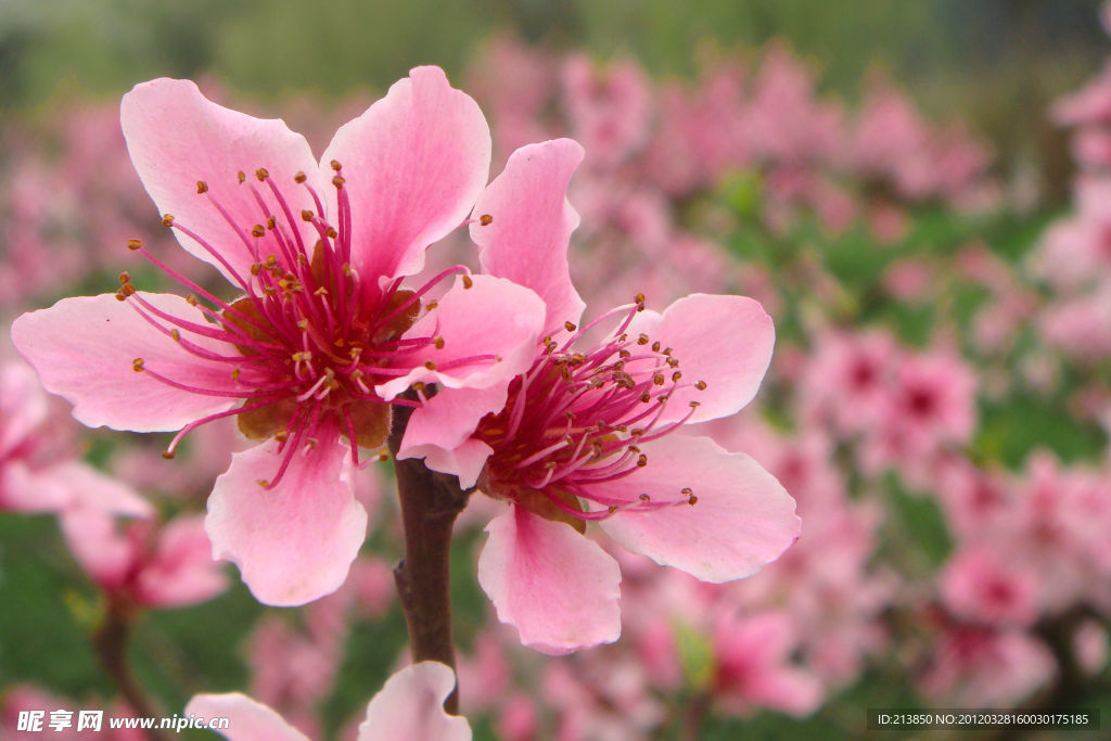桃花