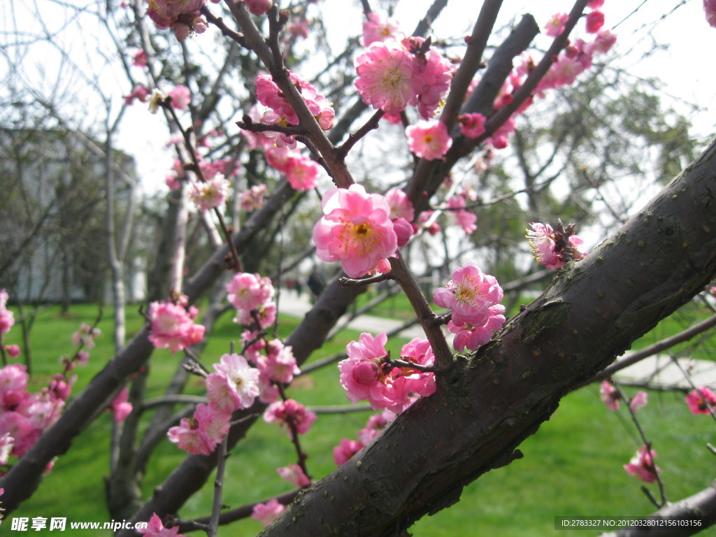 桃花