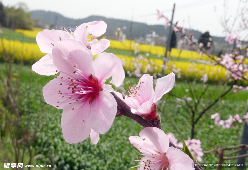 桃花