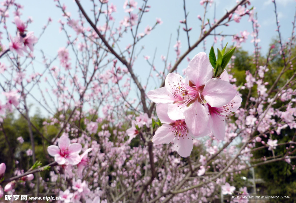 桃花