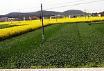 田野