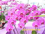 鲜花