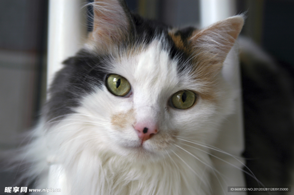小猫猫咪