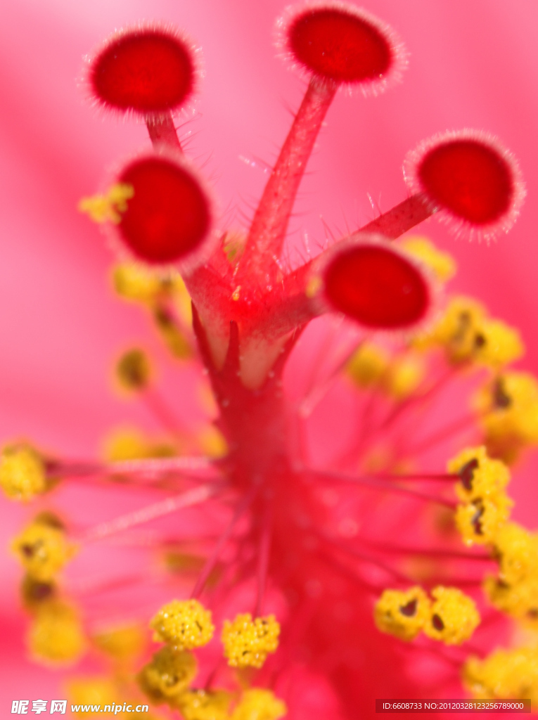 植物鲜花