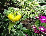牡丹西芹