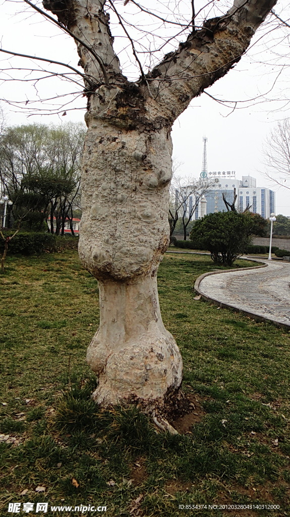 奇树 哑铃树