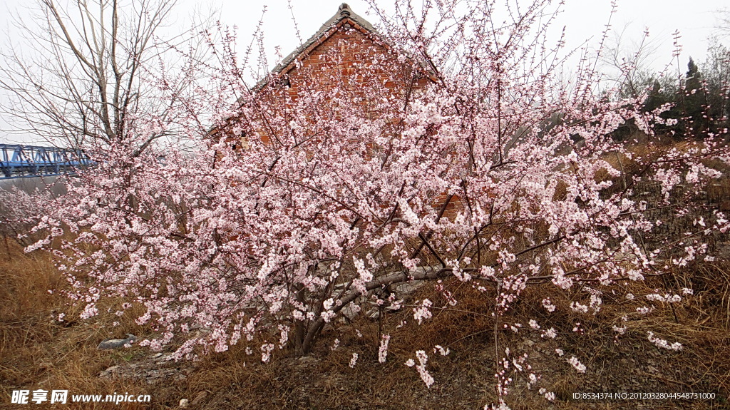 桃花