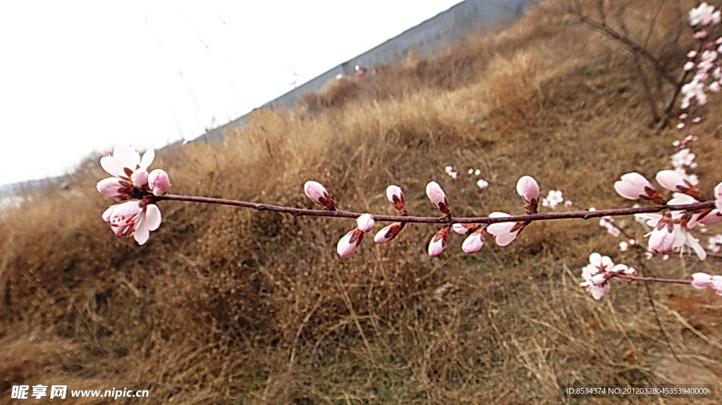 桃花