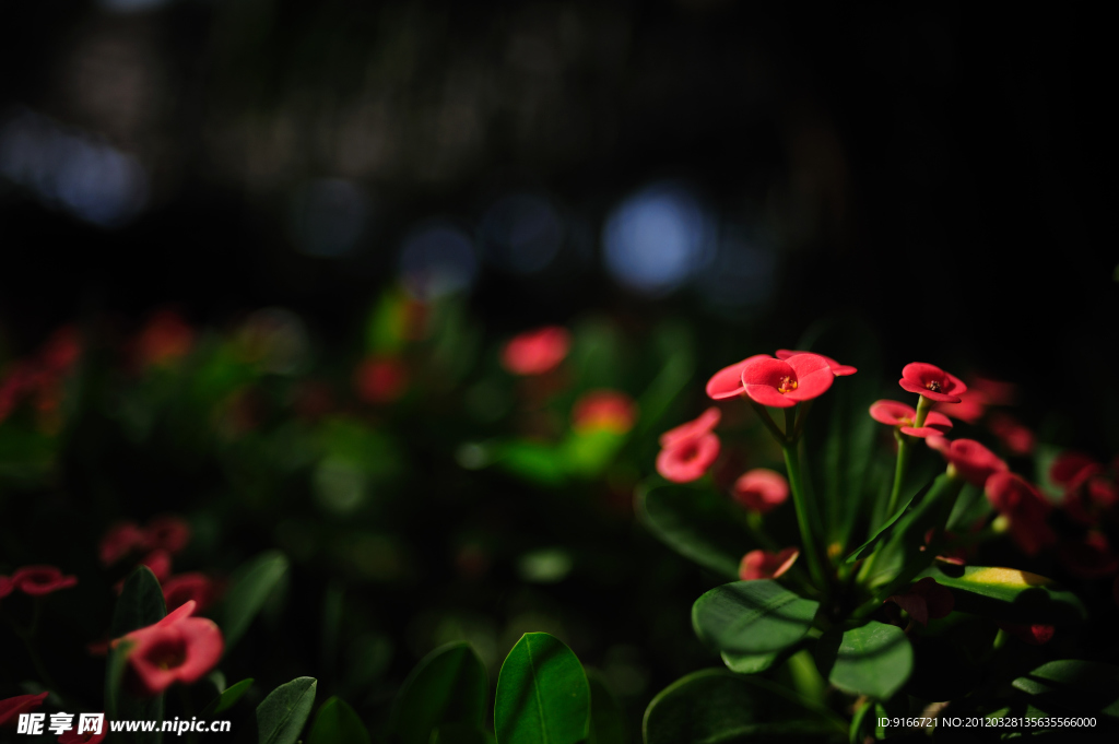 红色小花