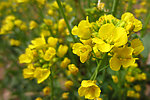 油菜花