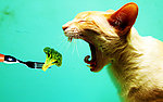 小猫