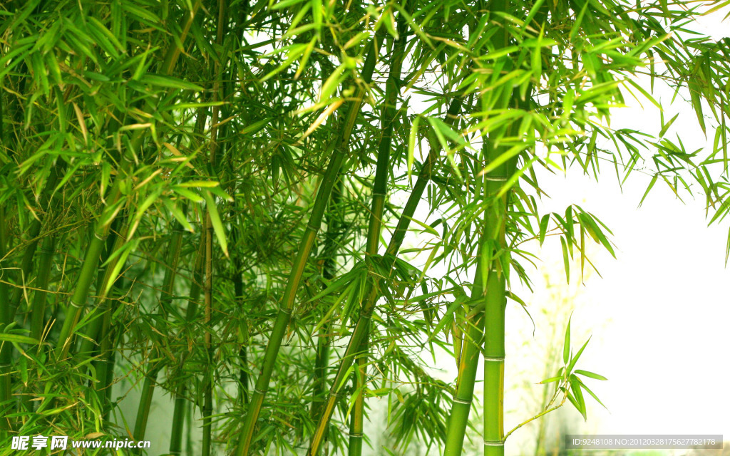 竹子 竹林