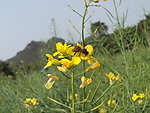 油菜花和蜜蜂