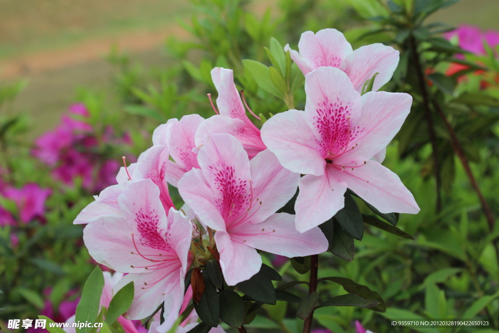 杜鹃花