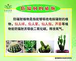 防辐射的植物