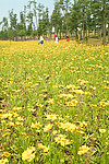 野菊花