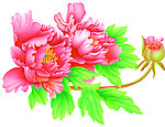 牡丹花