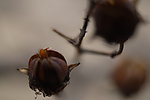 紫薇花的果壳