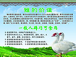 鸭子