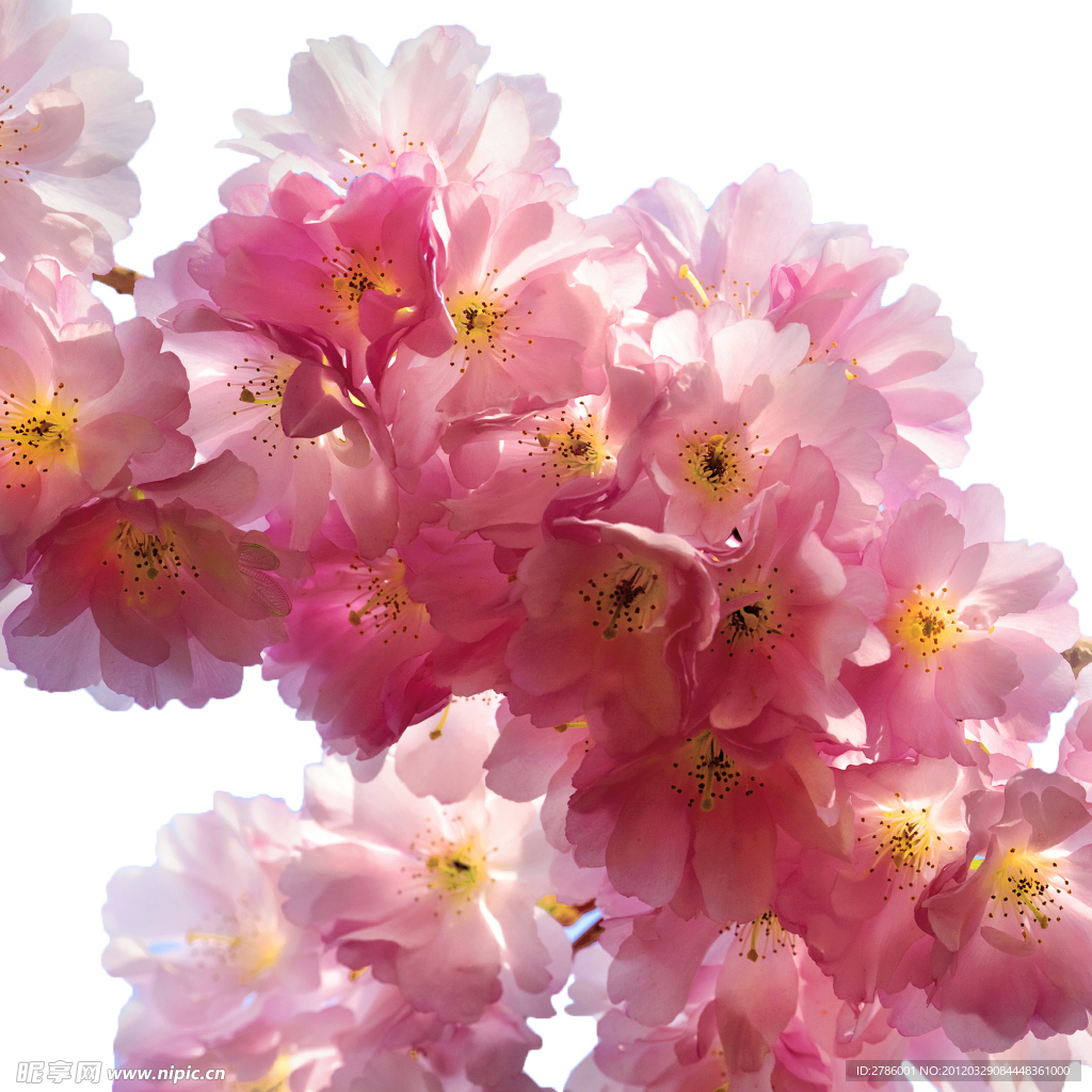 樱花