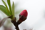 花蕾