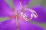 花儿