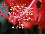 花蕊