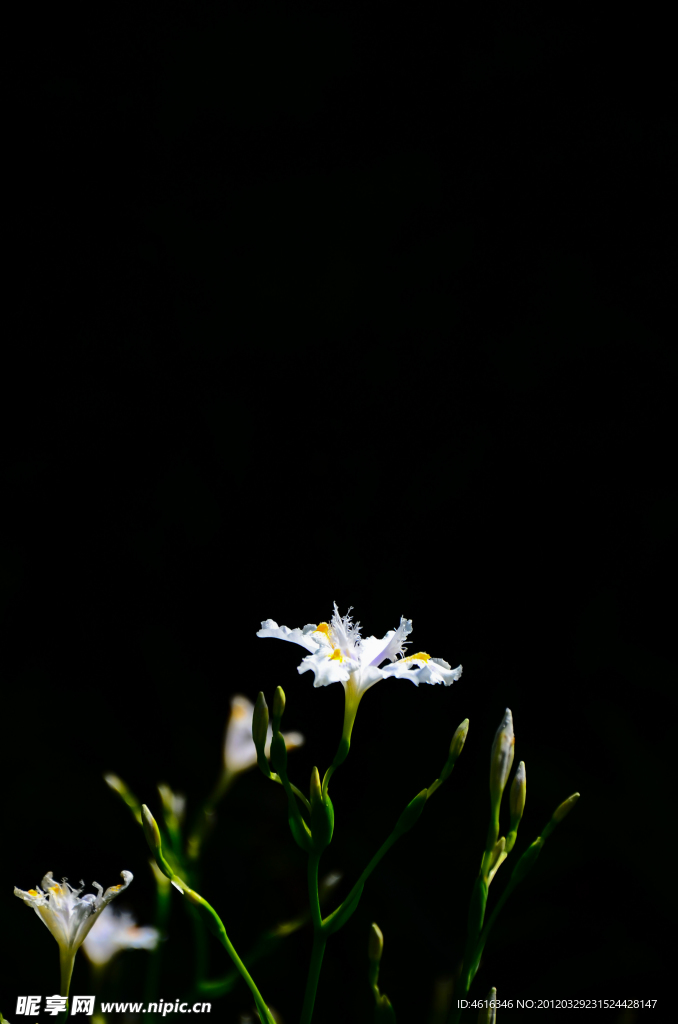 白色小花