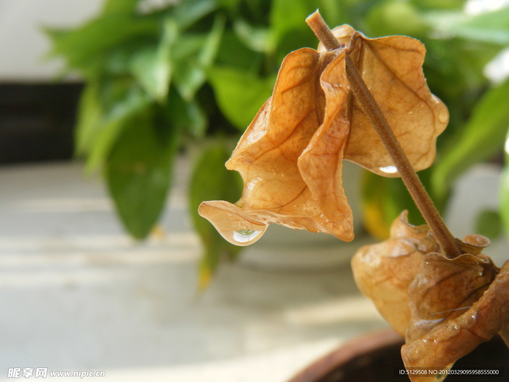 干枯的茉莉花