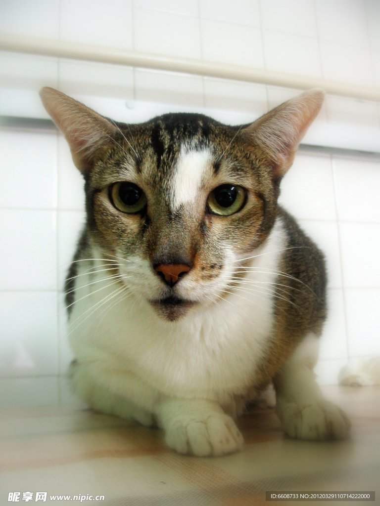 可爱小猫