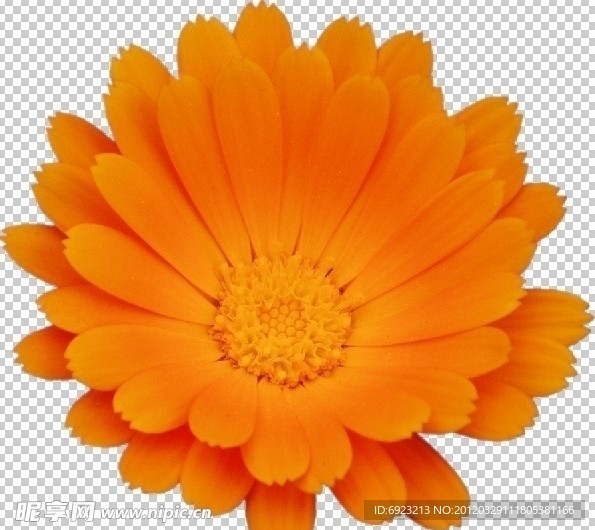 金盏花