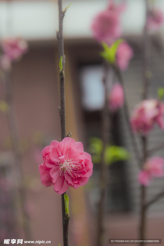 桃花
