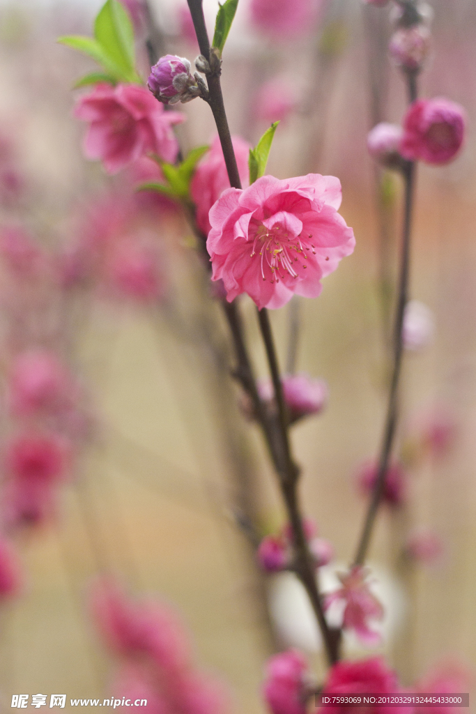 桃花