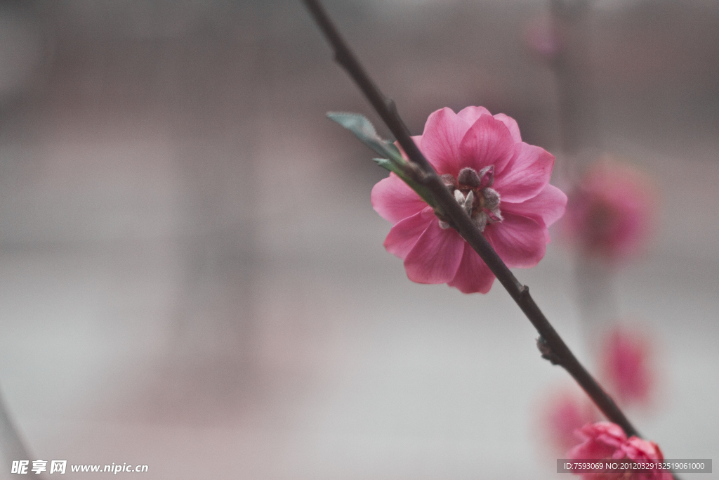桃花