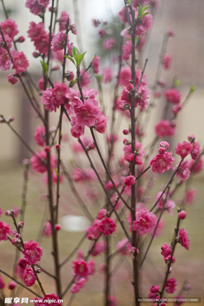 桃花