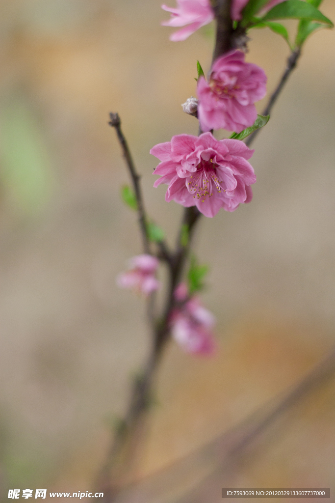 桃花