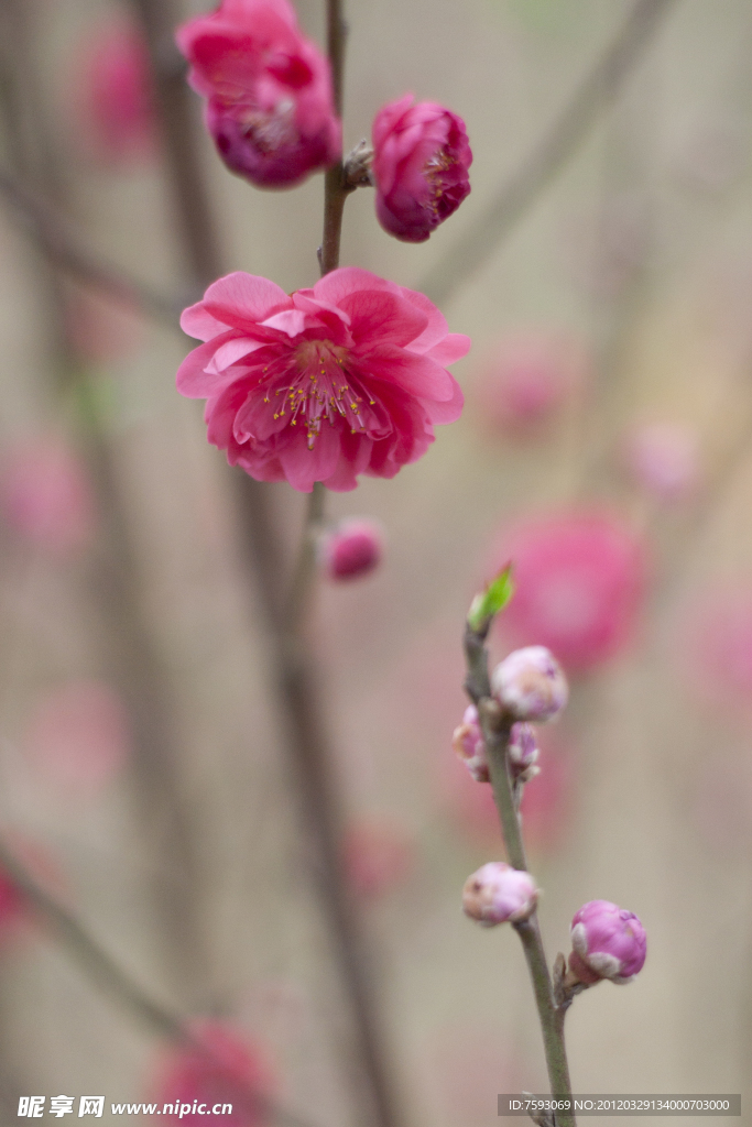 桃花