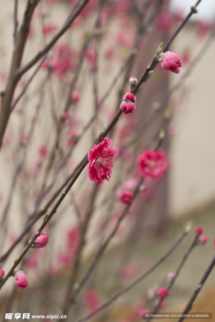 桃花