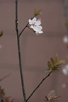 白花