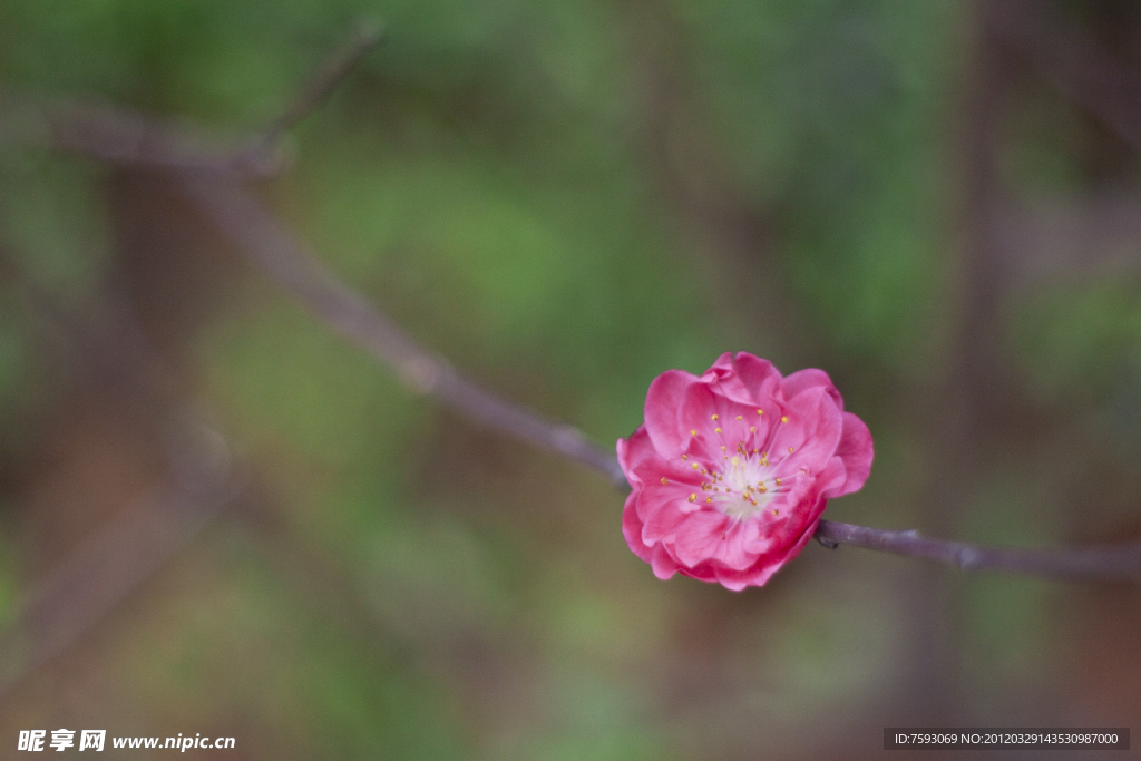 桃花
