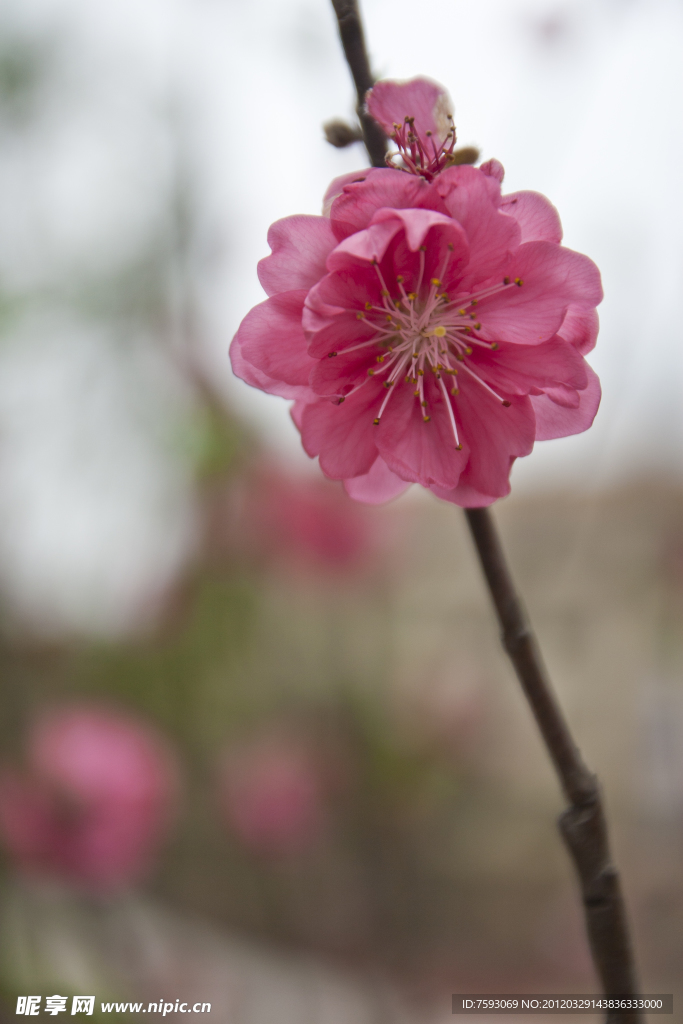 桃花