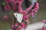 桃花蝴蝶