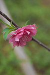 茶花